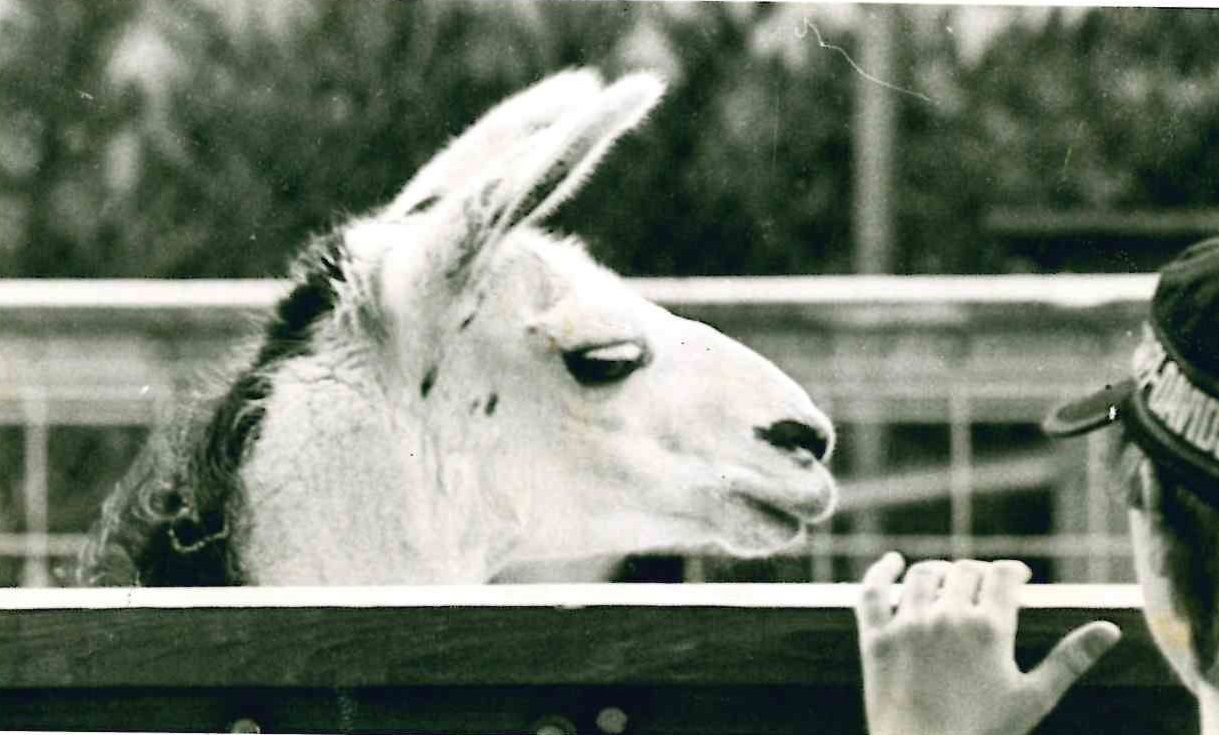 Llama